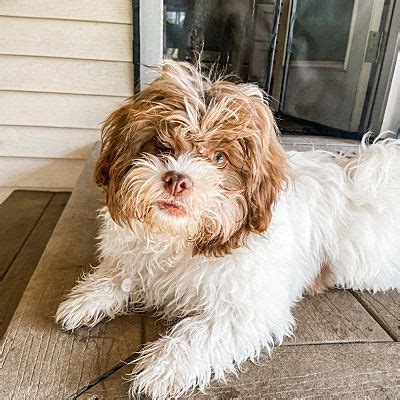 guchi puppies hastings ne